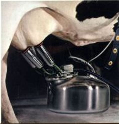 For more details and history of the Surge Bucket Milker, go to www. . Surge milking machine